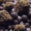 Kushberry Moonrocks Seeds
