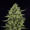 Skywalker OG Seeds