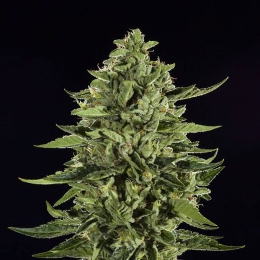 Skywalker OG Seeds