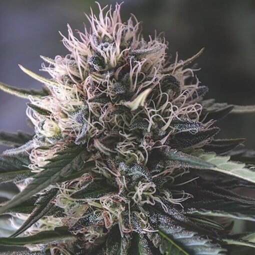 Presidential OG Seeds