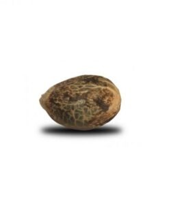 Presidential OG Seeds