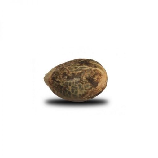 Presidential OG Seeds