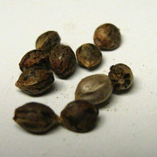 Presidential OG Seeds