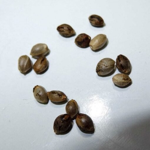 Skywalker OG Seeds