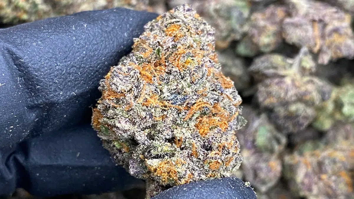 THCA Flower Guide